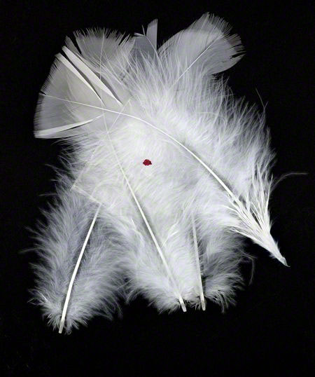 bloodchipfeatherss.jpg bloodchipfeatherss.jpg