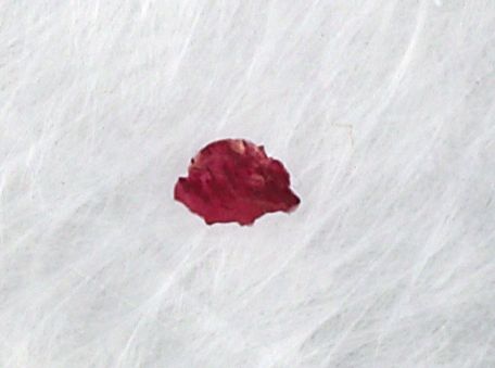 bloodchipfeatherss2.jpg bloodchipfeatherss2.jpg