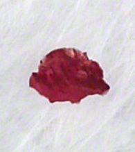 ACTUAL SIZE OF PADRE PIO’S SCAB OF BLOOD FROM HIS STIGMATA WOUND ON HIS RIGHT HAND “HIS BLESSING HAND” THAT EXTREMELY MIRACULOUSLY APPEARED UNDER PADRE PIO’S BLESSING HAND GLOVE AT MARY’S WAY WORLDWDE APOSTOLATE!